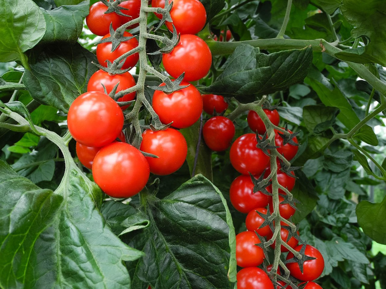 tiefrote gesunde Tomaten und genauso gesunde Blätter