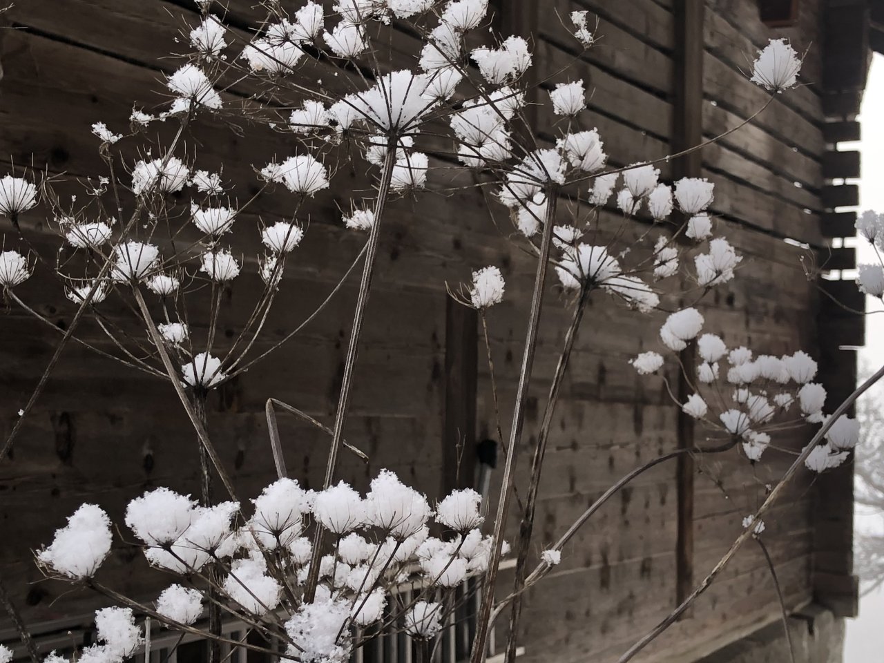 vor einer Holzwand sieht man trockene Blütendolden mit Schneebällchen anstelle von Blüten