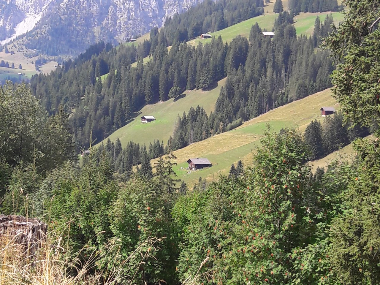 Blick auf steile Alpweiden mit Waldstreifen dazwischen