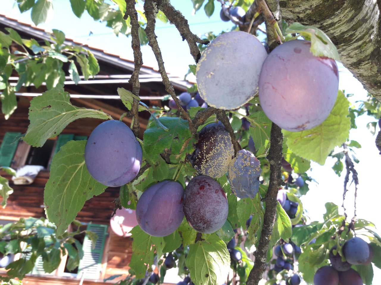 reife Pflaumen an den Zweigen im Sonnenlicht..  nur sind einige faul.  