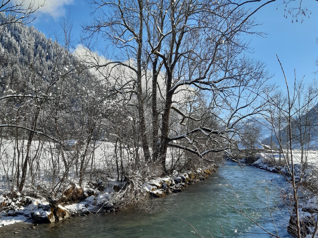 ein sonniger Wintertag an der Simme nahe Blankenburg. im Vordergrund eine hohe dreistämmige Esche direkt am Wasser