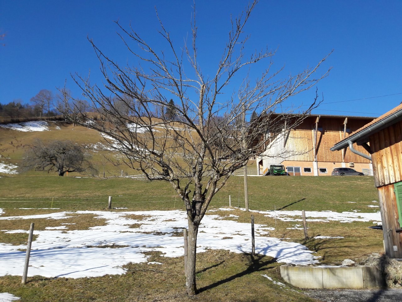 Eine Zwetschge reckt ihre gesunden Äste nach oben und zur Seite in die Sonne, vor blauem Himmel