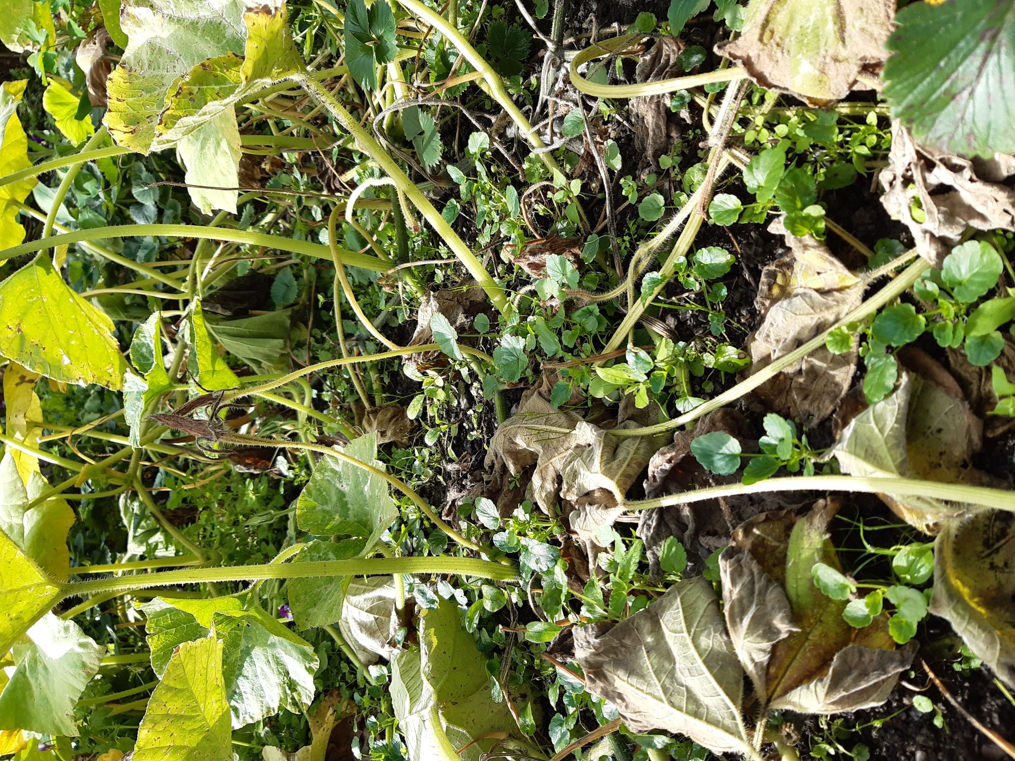 kuerbisbeet-luethi-web